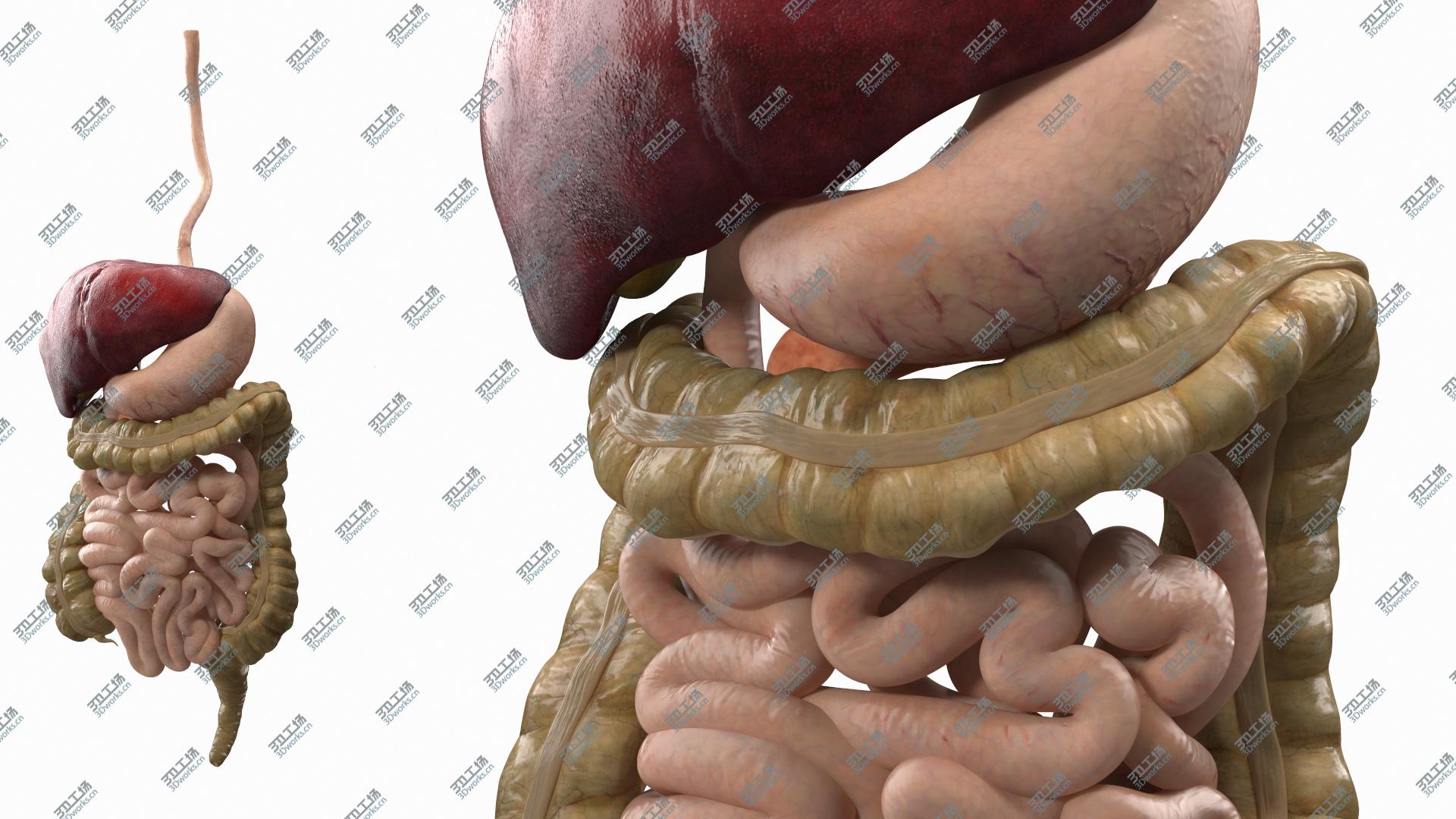 images/goods_img/20210313/3D Human Digestive System model/3.jpg